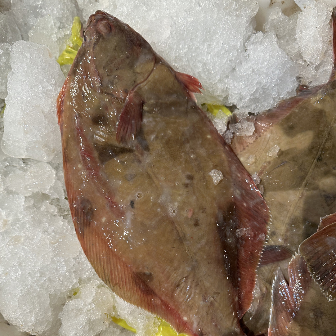 左口鱼 比目鱼 肉质嫩滑 适合清蒸