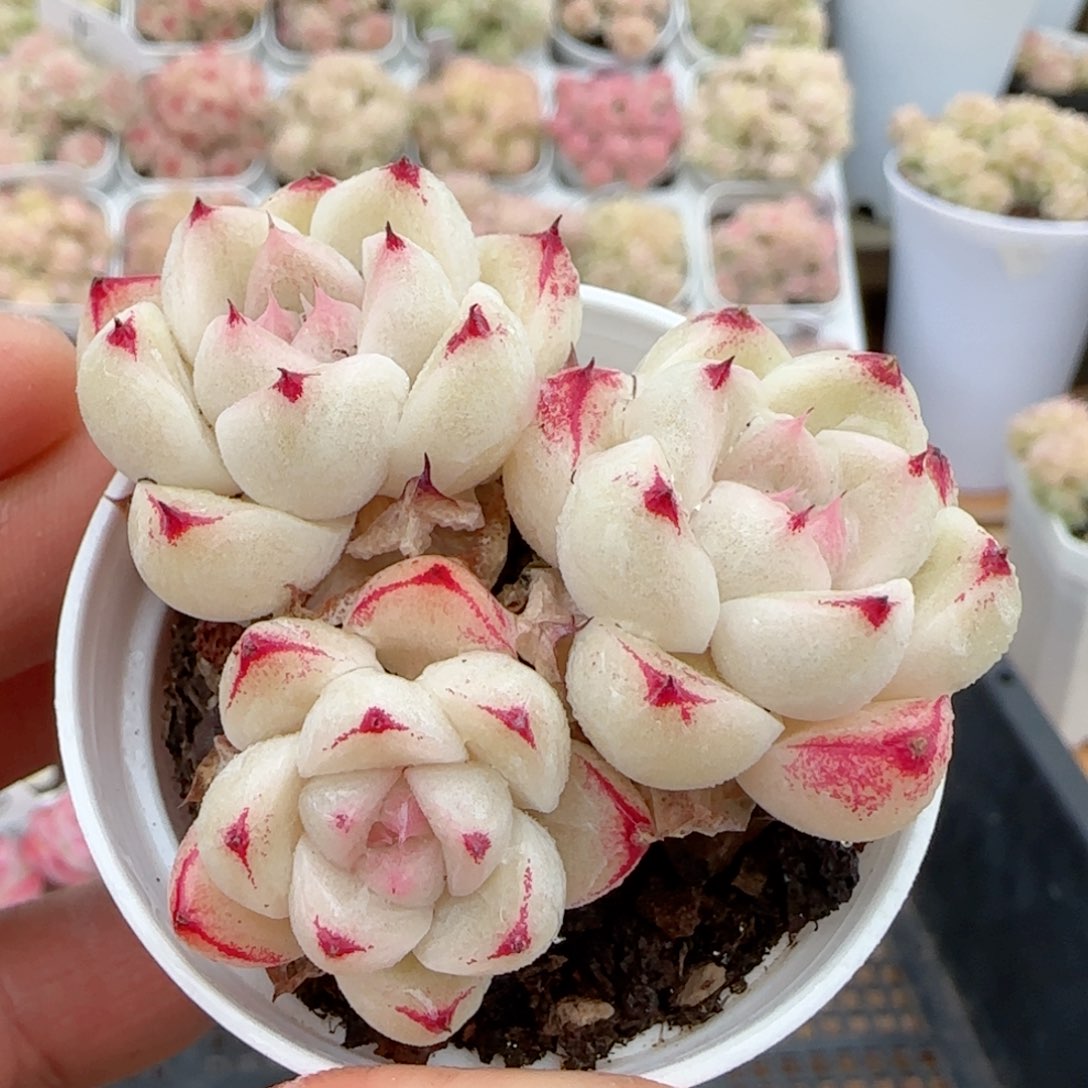 【闪购商品】0203-103小魔仙