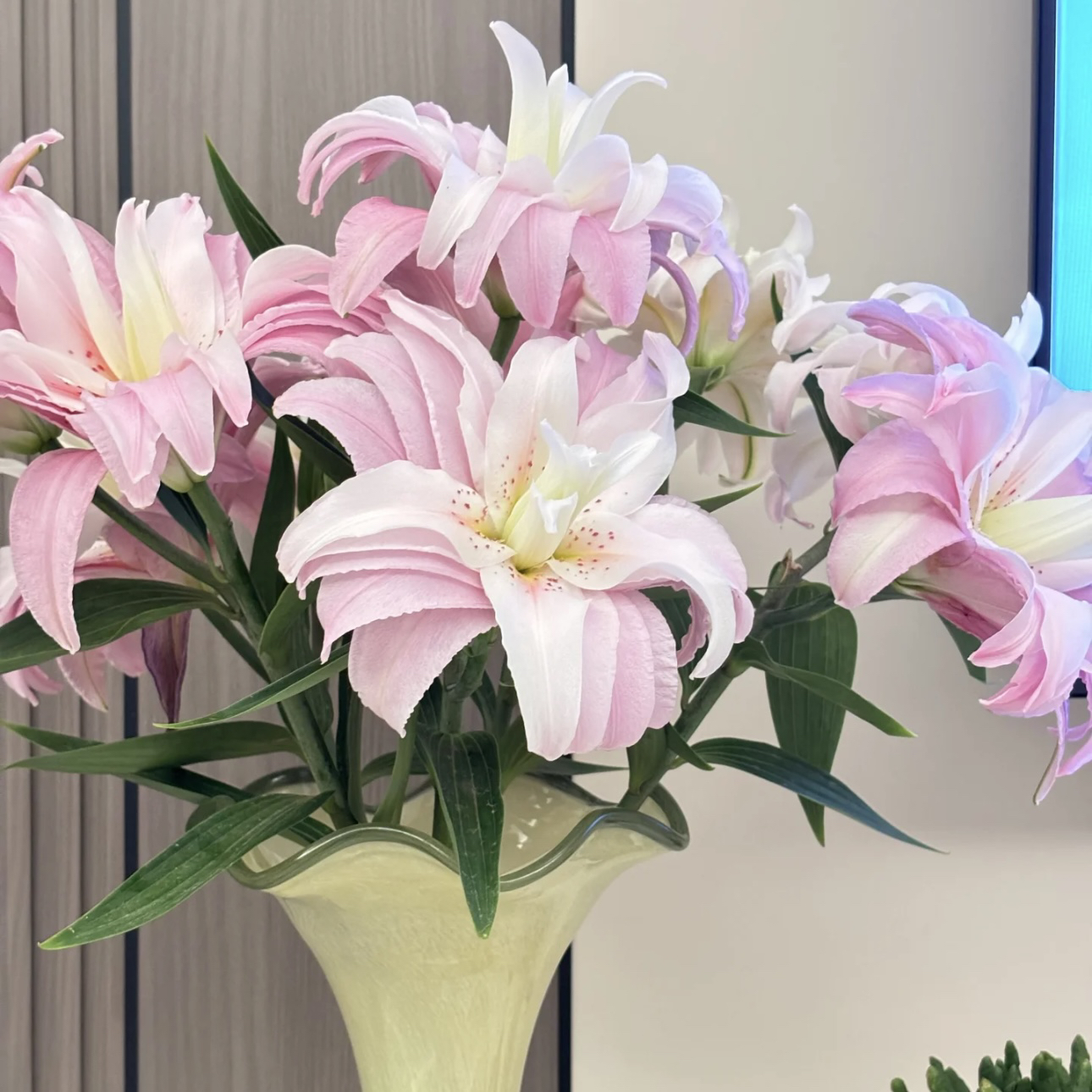 【杨鹏鲜花】棉花春天 重瓣百合 云南鲜花包邮