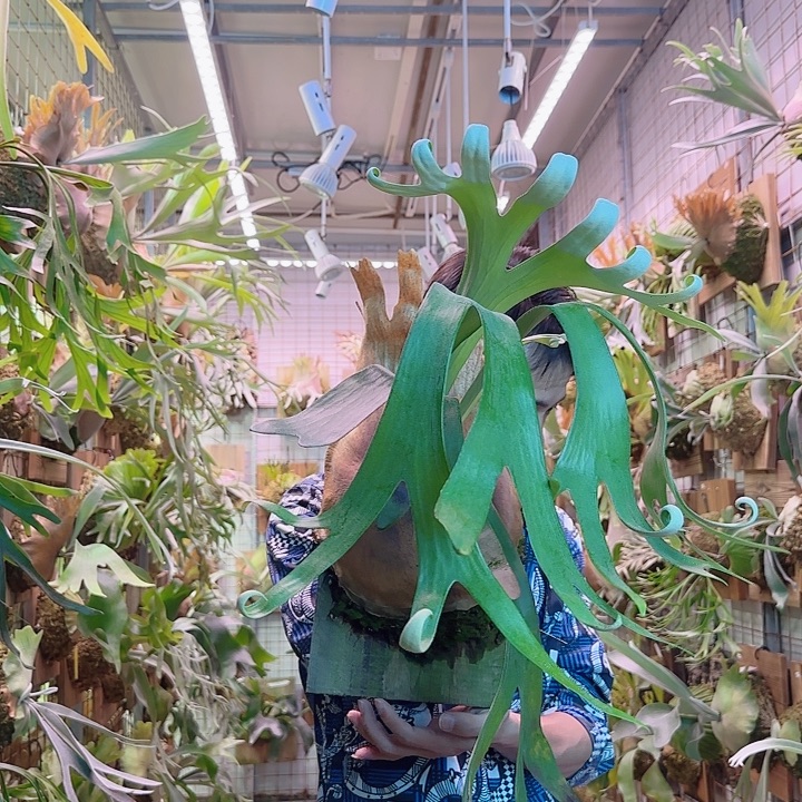 无花朵卷卷鹿a26。   