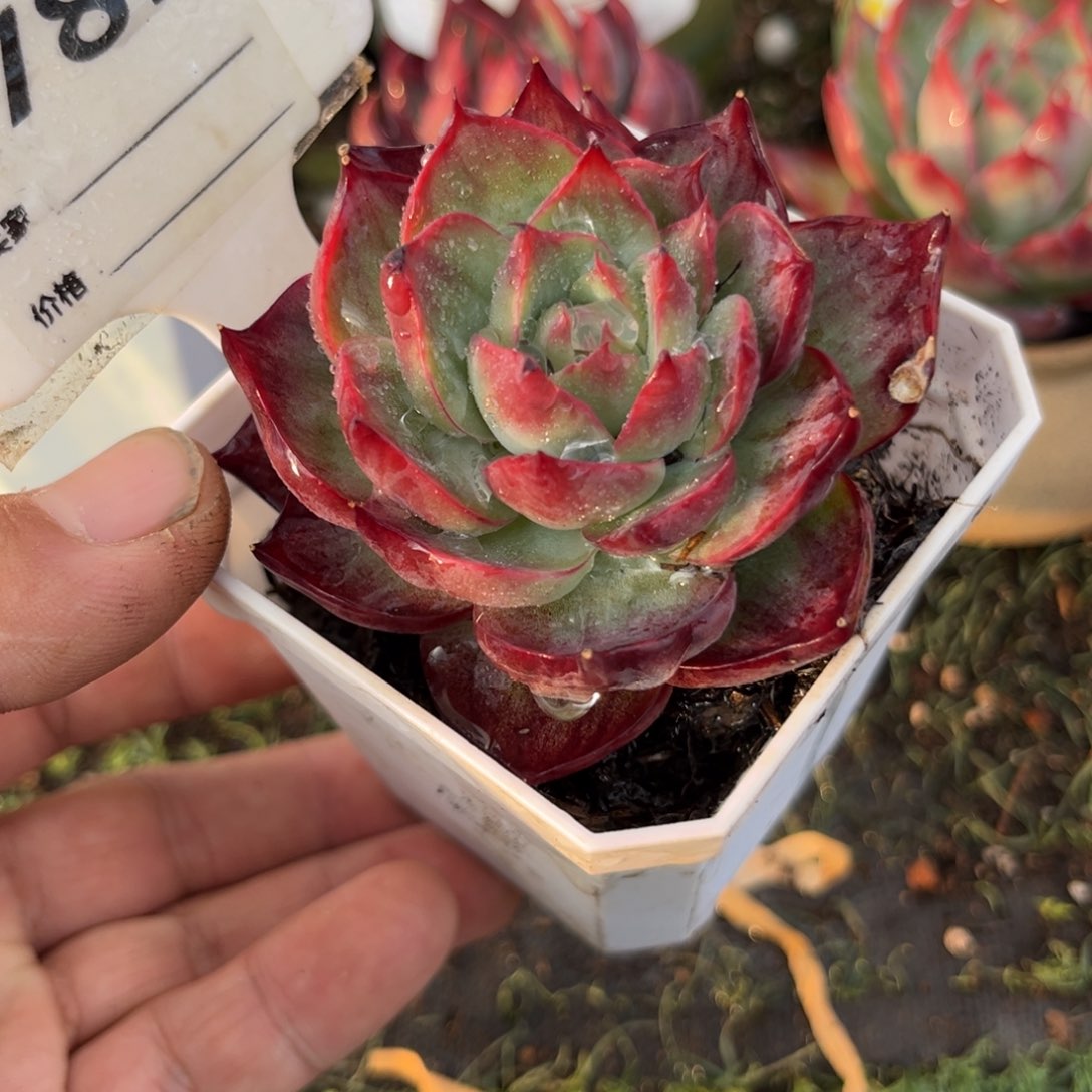 惊鸿一瞥781号多肉