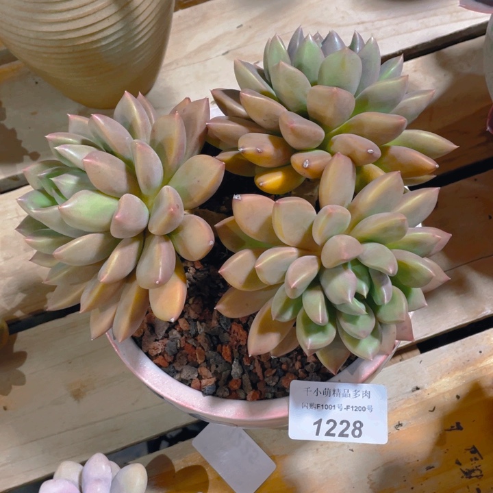 谢谢你的支持000001228