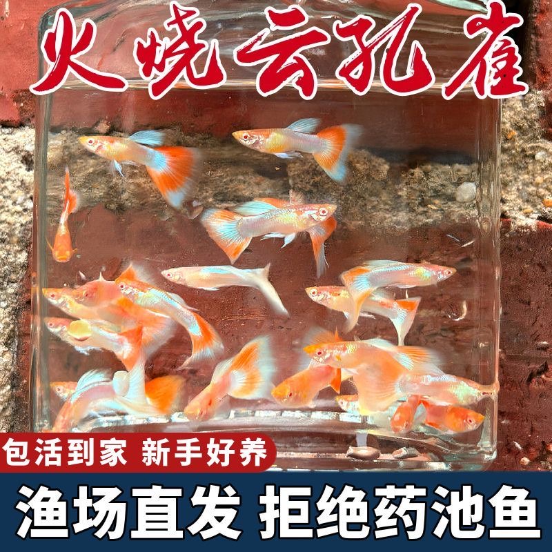 火烧云孔雀鱼纯种小型热带观赏鱼胎生鱼好养耐活