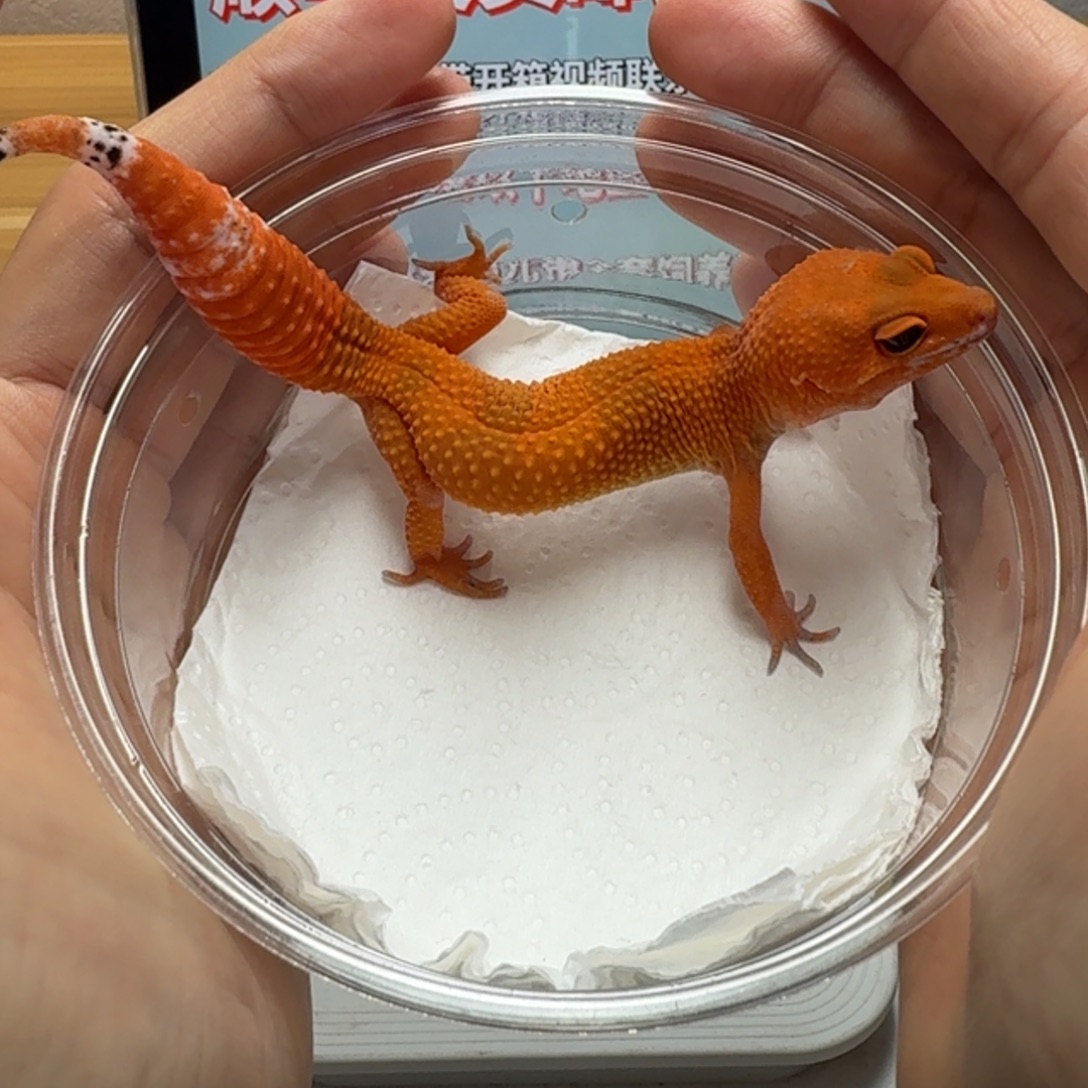 豹纹守宫血蜜桔妹妹