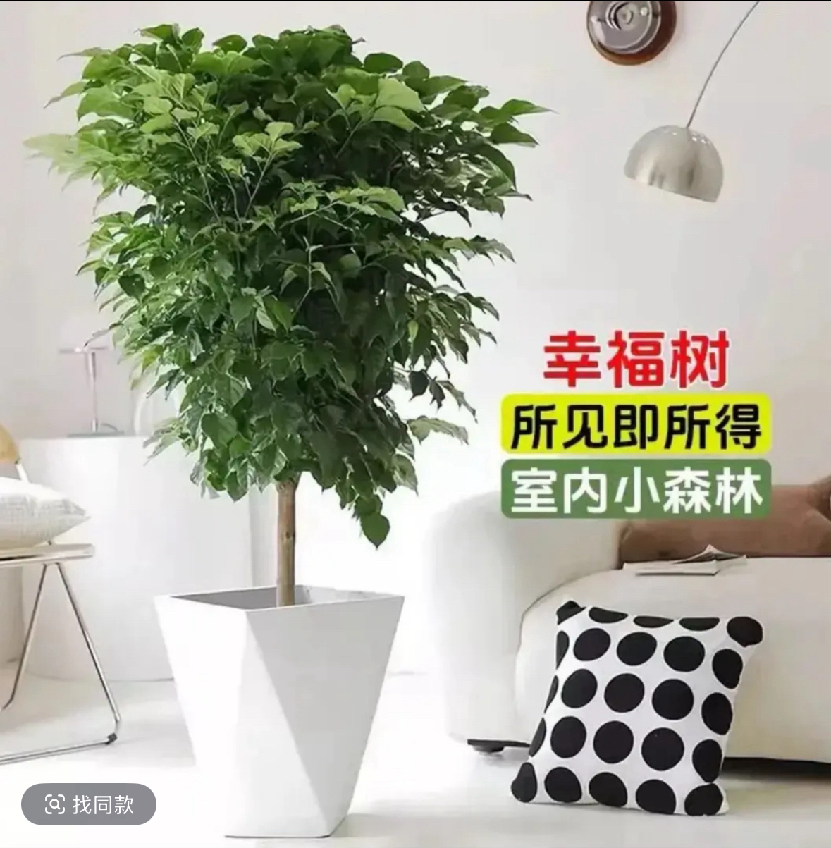 【只发新疆 新疆包邮】幸福绿宝树客厅盆栽四季常青室内净化空气