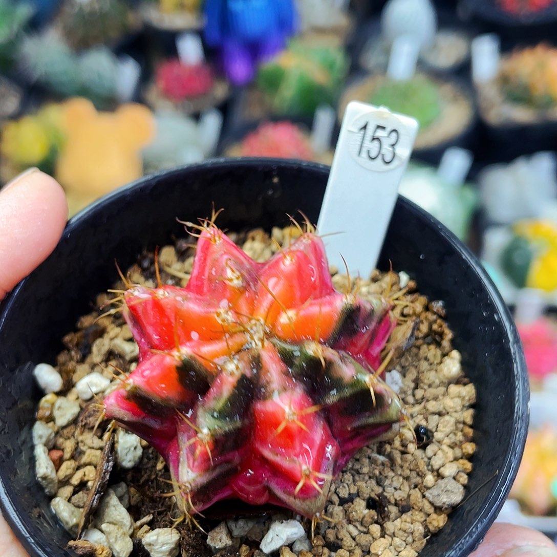 非偏远地区满25包邮仙人球