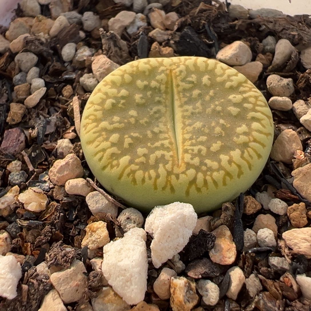 952多肉植物种类多样