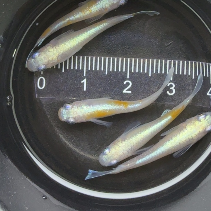 青鳉鱼红白赤壁33号