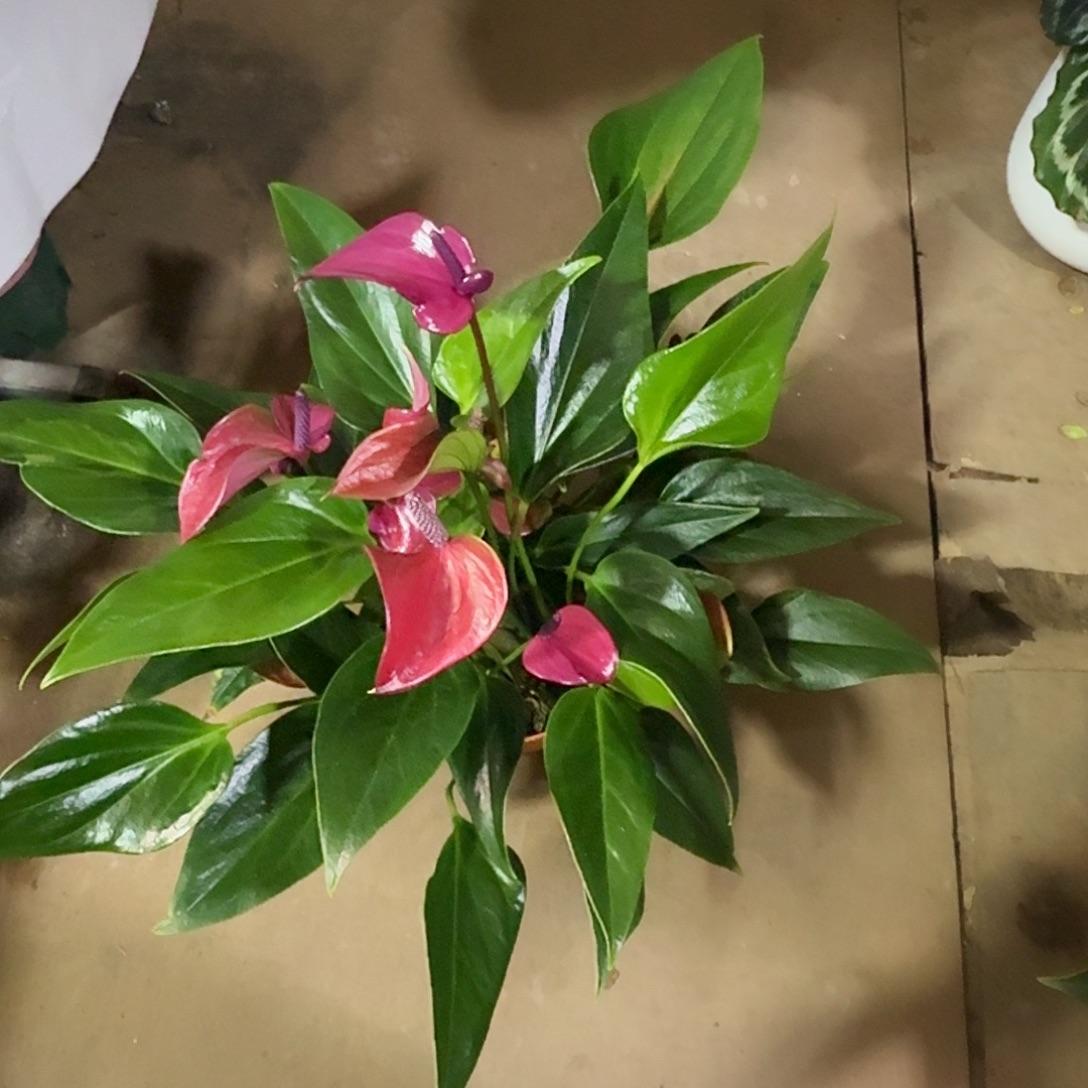 完全开放水培紫掌