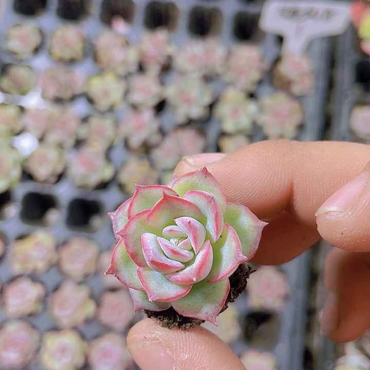 侧影【满10颗包邮】