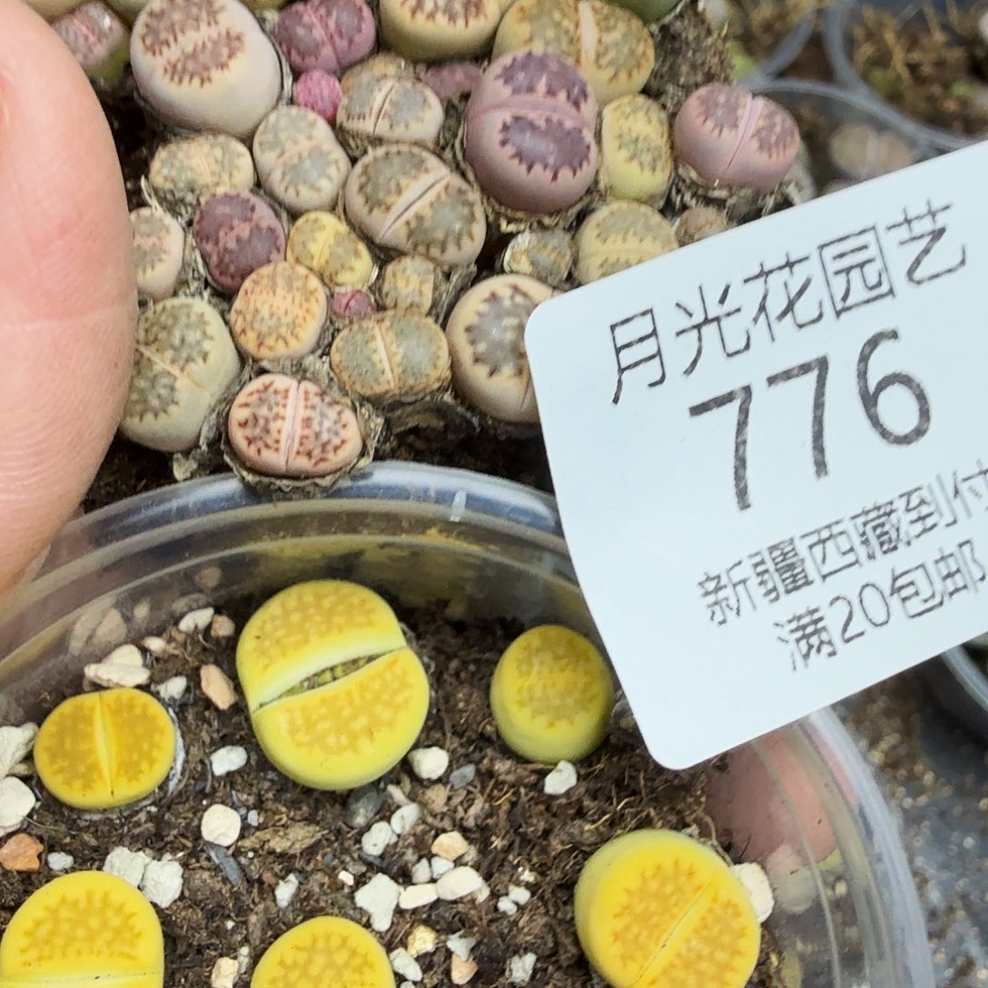 不用我送过去咯的776