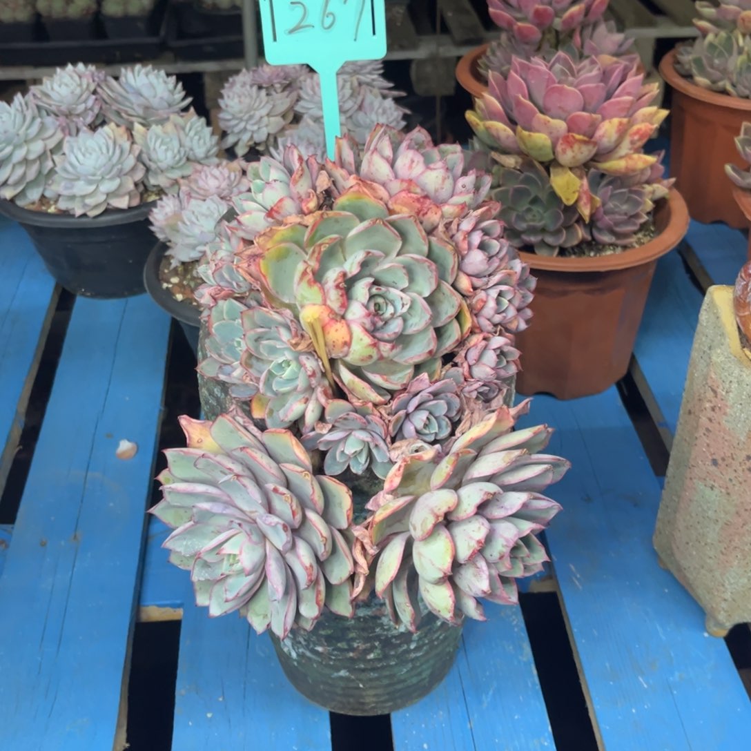 小雨多肉一物一拍赫拉