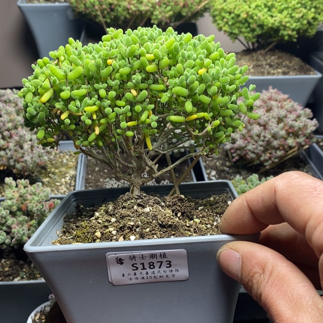 1873金桔糖球枝干