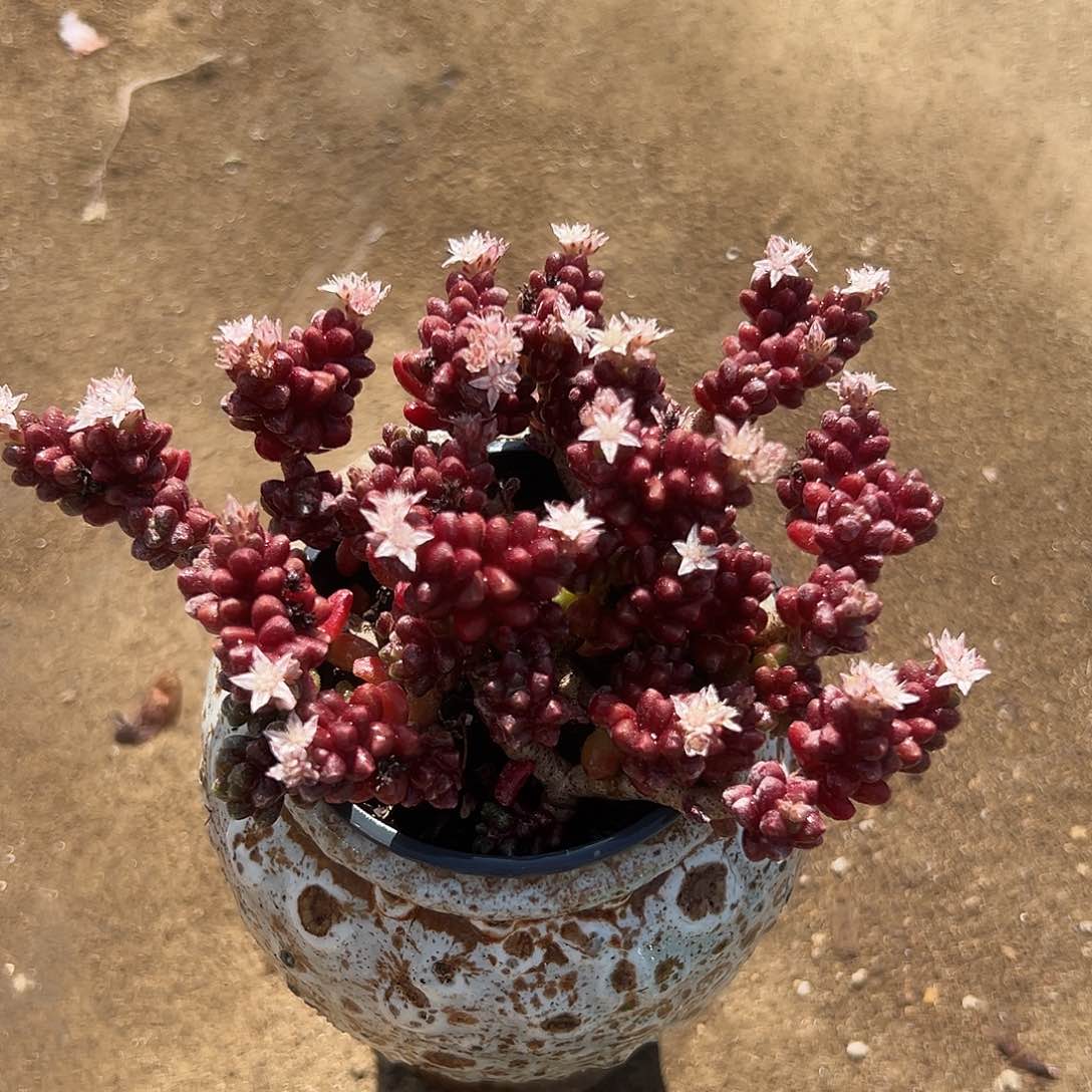 多肉植物红珊瑚群