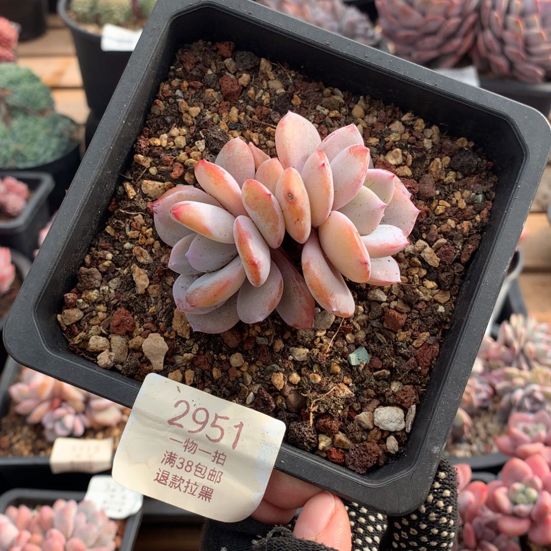 7.8厘米双头奶茶多肉2951