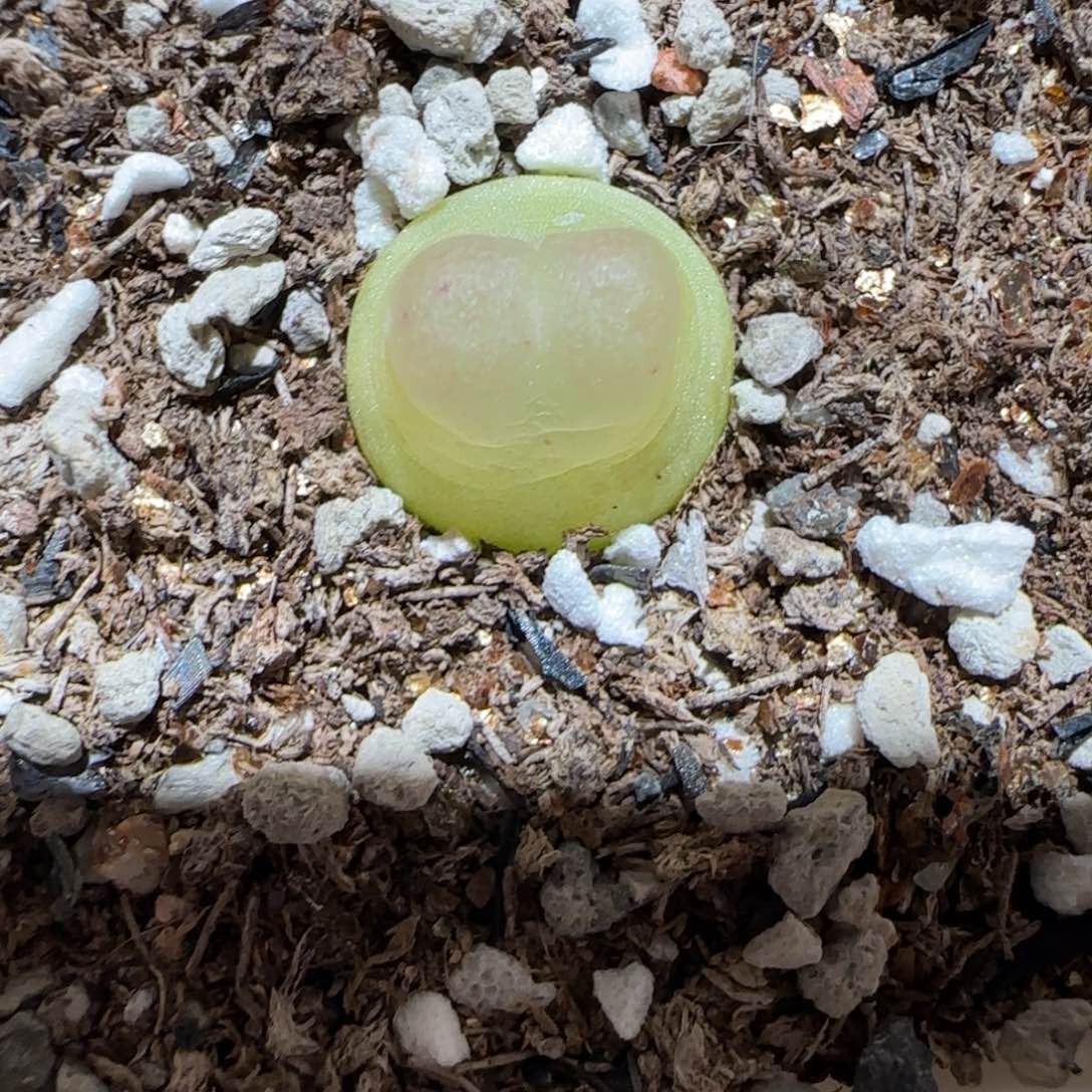 肉锥多肉植物百科4-sh1200拉登359