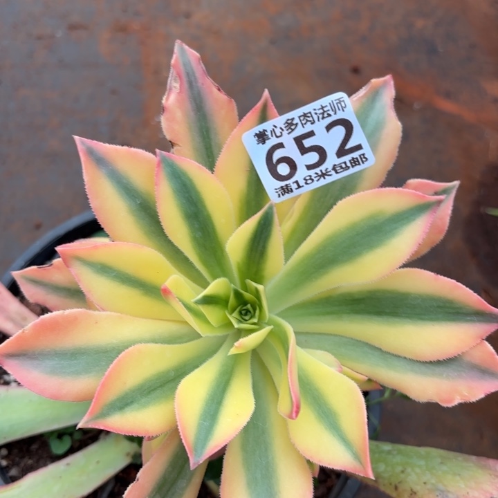 625枫叶诺米多肉法师锦不包侧枝断枝