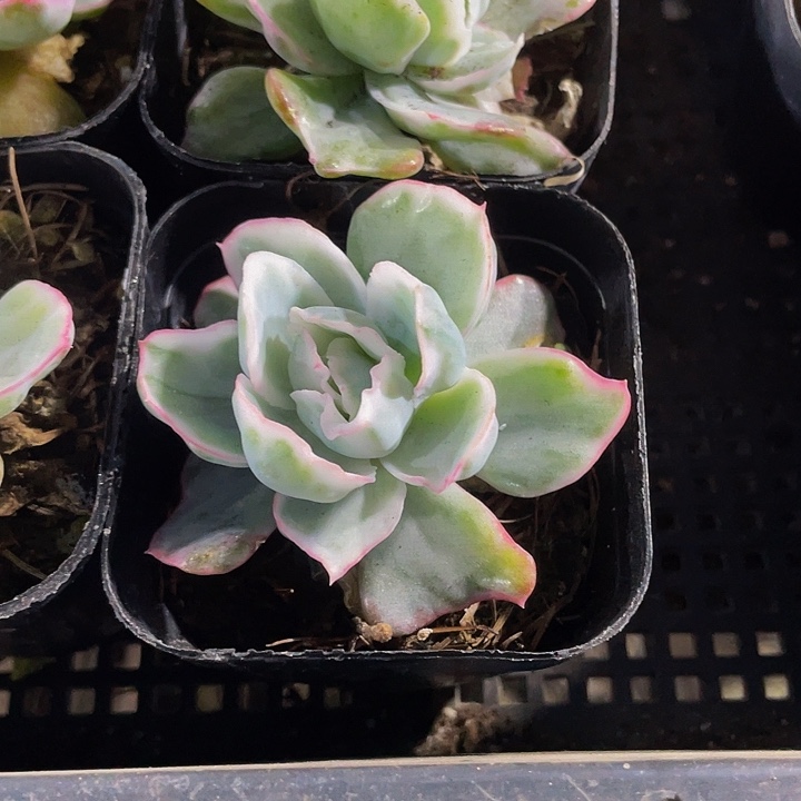 伯克利锦4.8带盆土