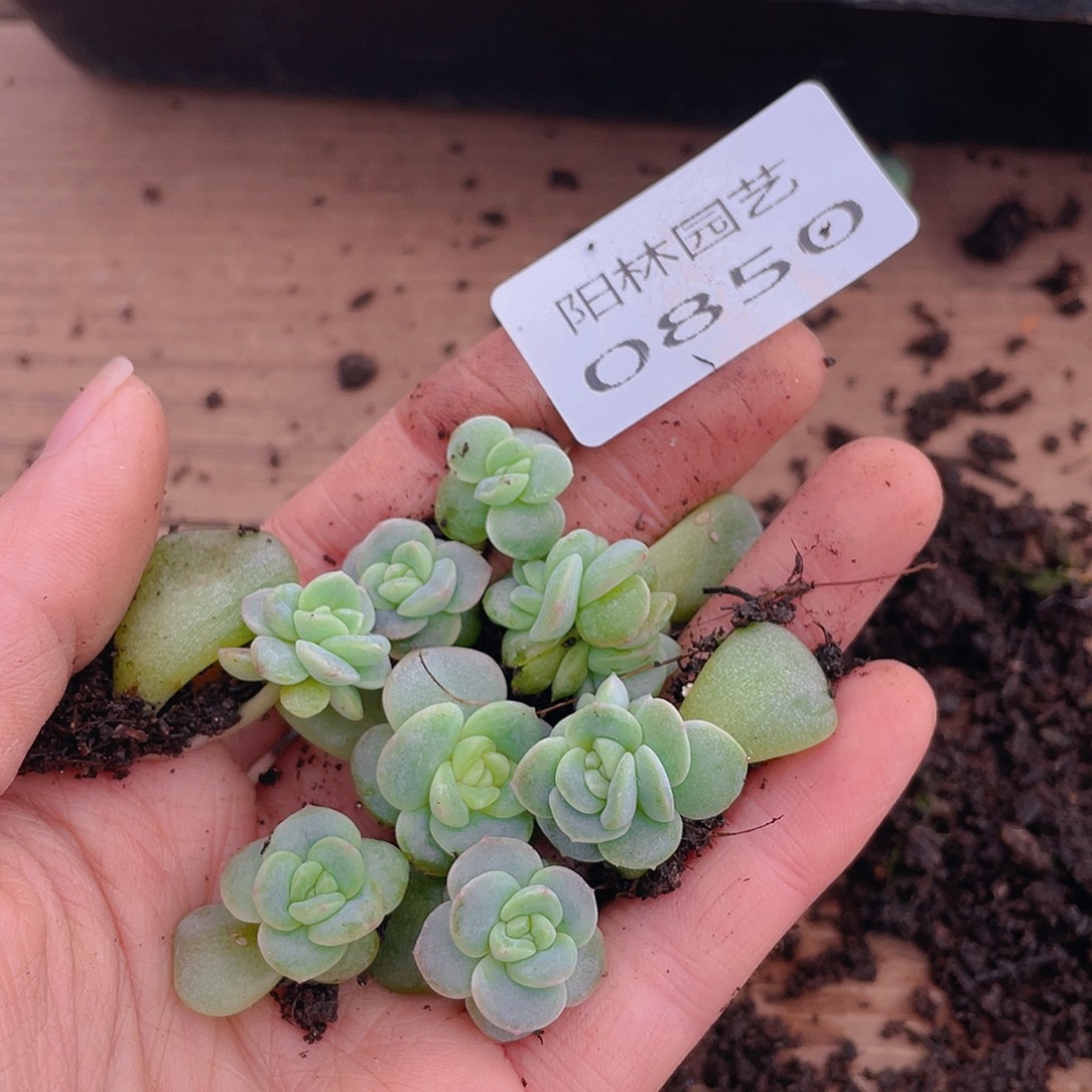 多肉植物多肉植物850