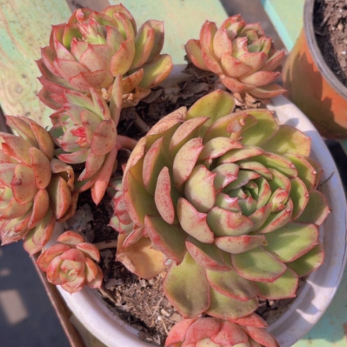 【闪购商品】月宴13142