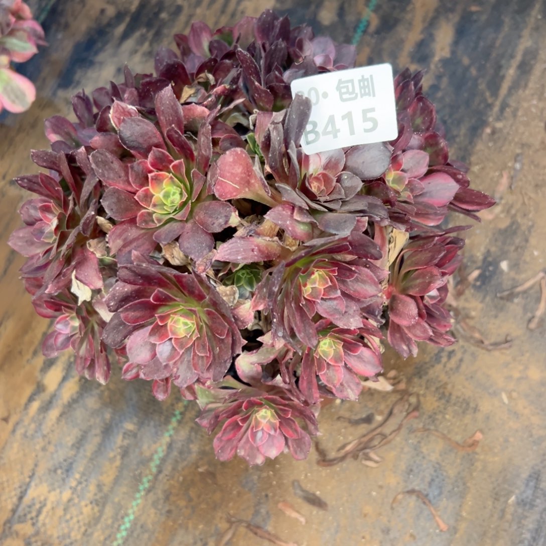 415 多肉断枝不包