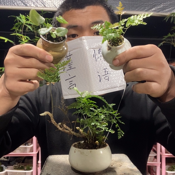 A***辰以实际为准盆景绿植盆栽77