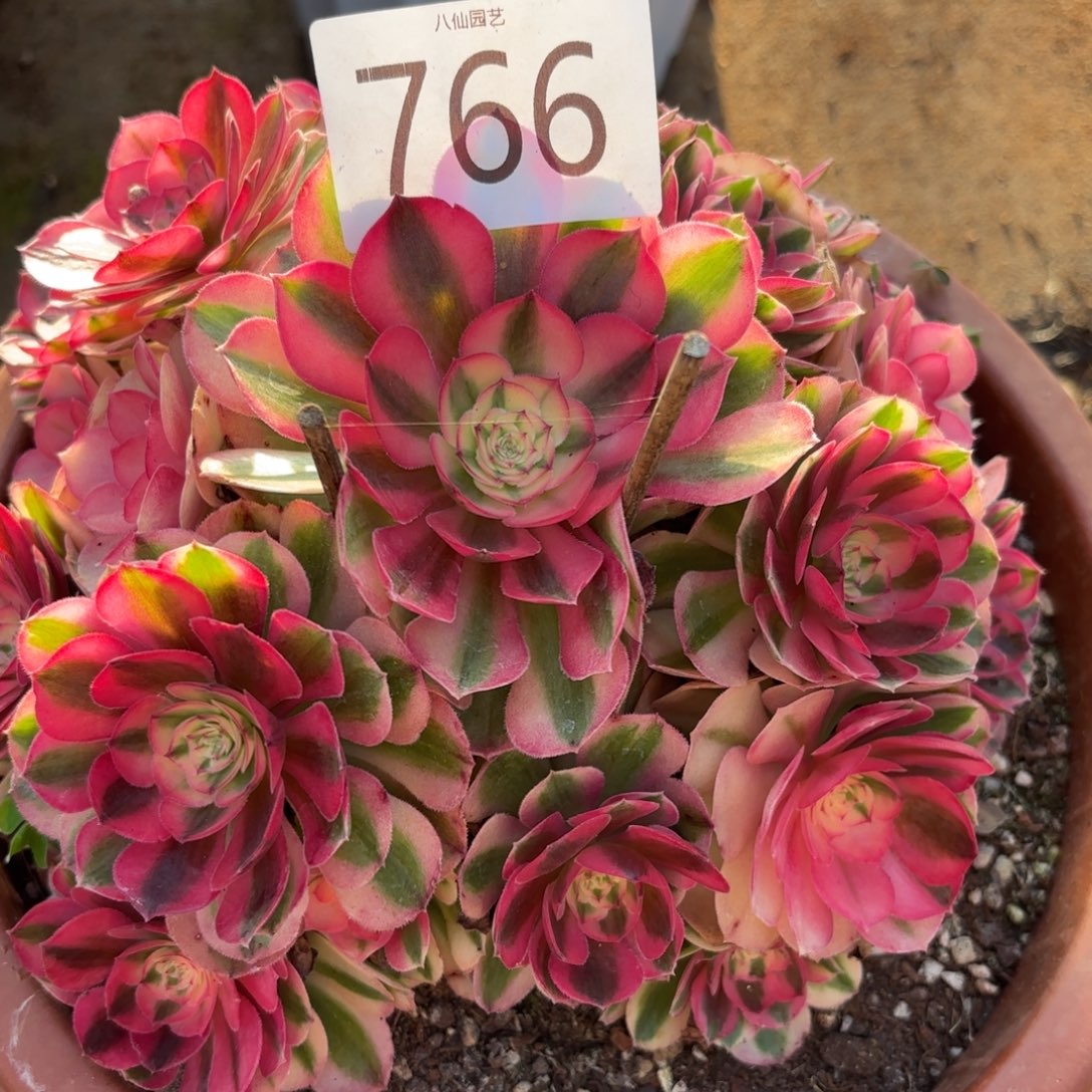 766多肉植物倾城特价