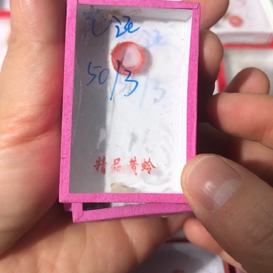 老***汪蟋蟀11111111111111111111111