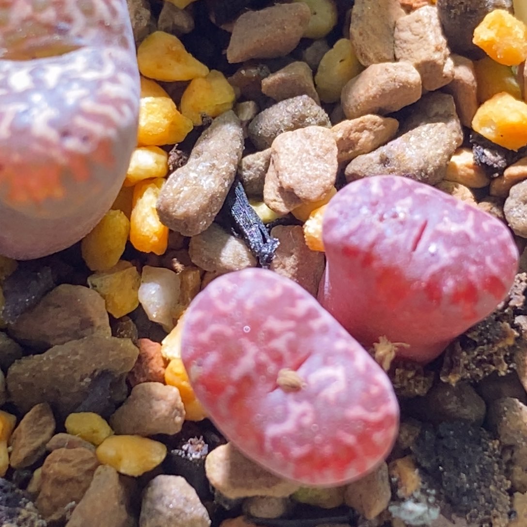 好看好看好看马克