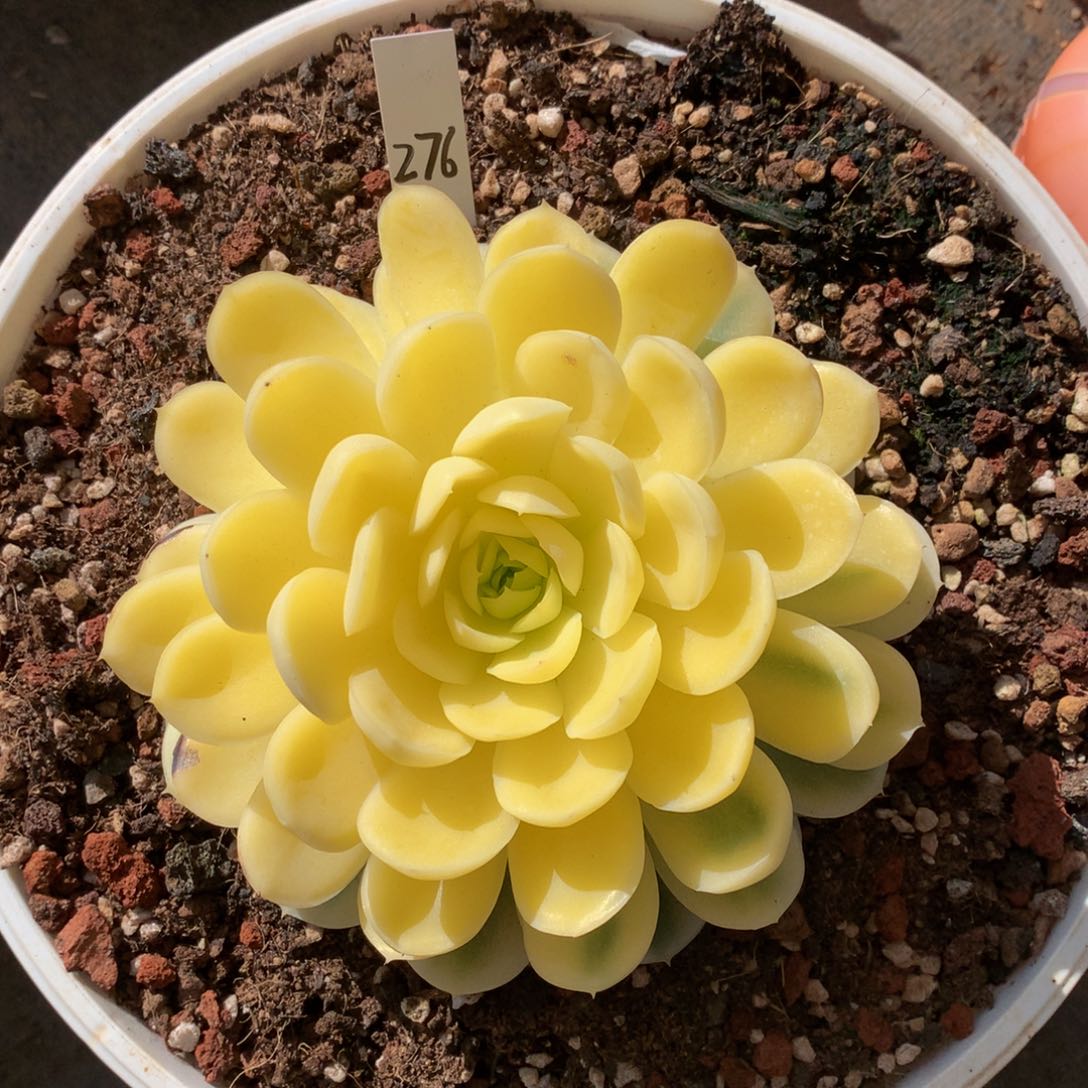 花***夏草莓冰锦626262627727