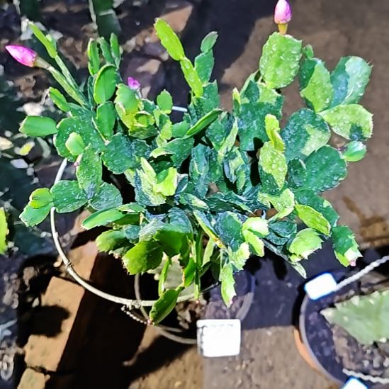 红桑巴嫁接零度之上包邮367