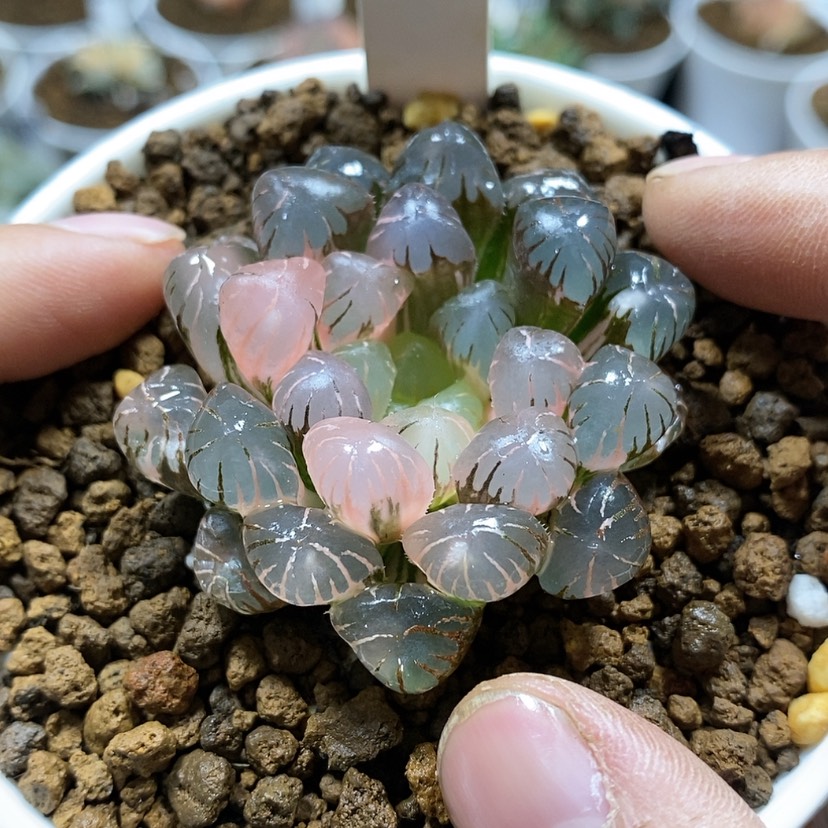 【闪购商品】195 ob冰灯锦