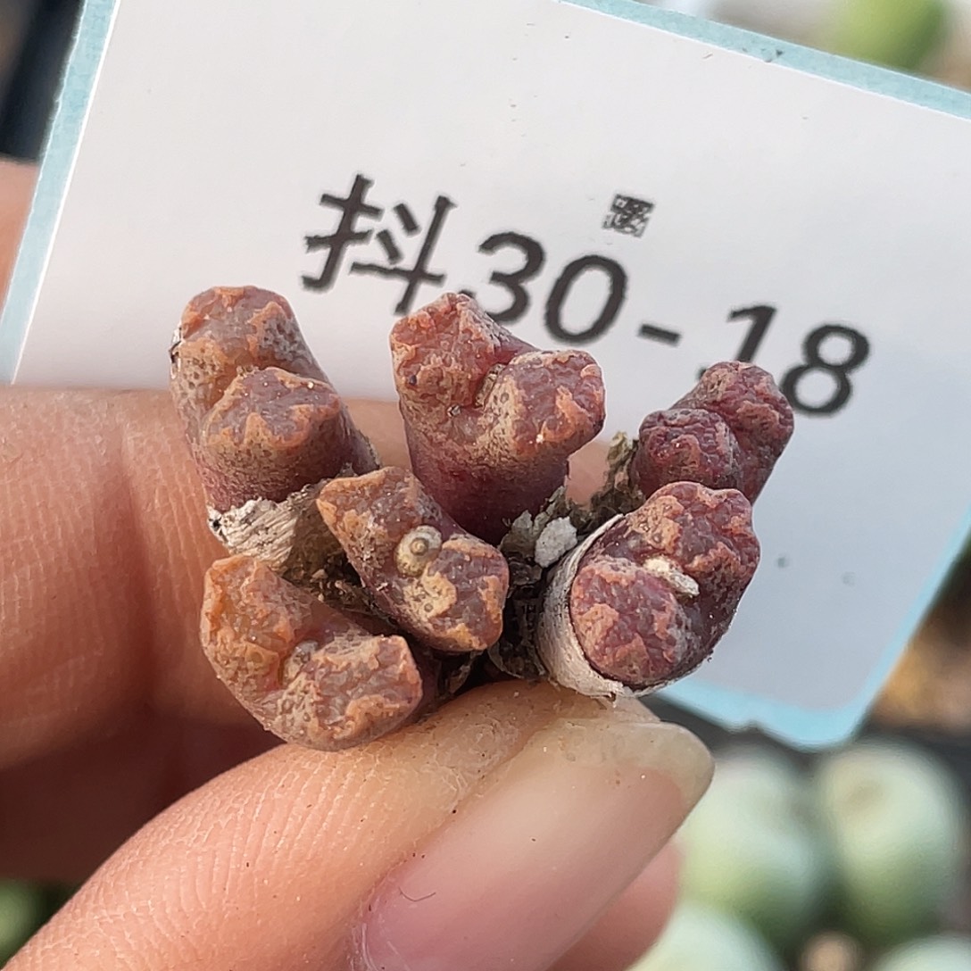 拾***鱼30-18勋章多肉植物