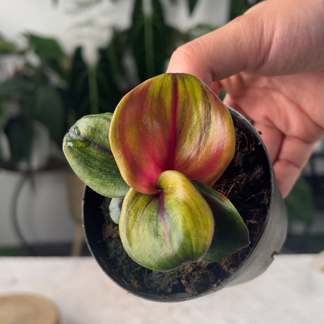 完全开放暗黑银波草