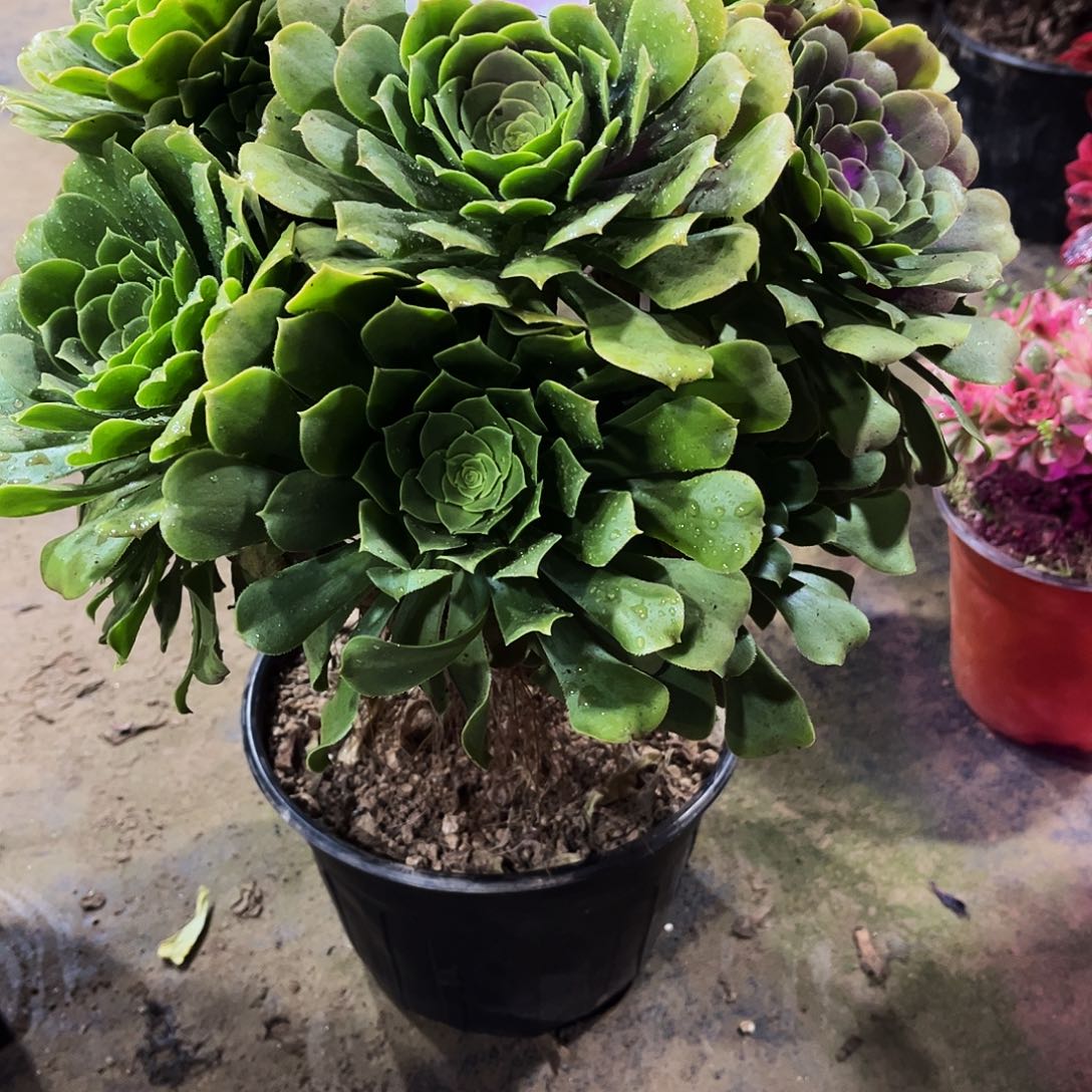 多肉350绿杨蓉法师