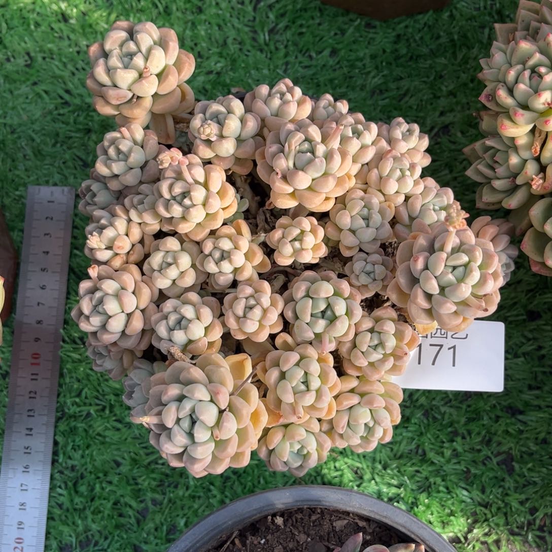 15171鹅暖石多肉植物