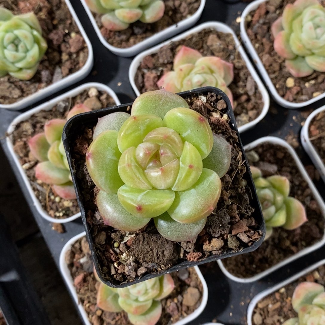 C***_天官赐福百无禁忌