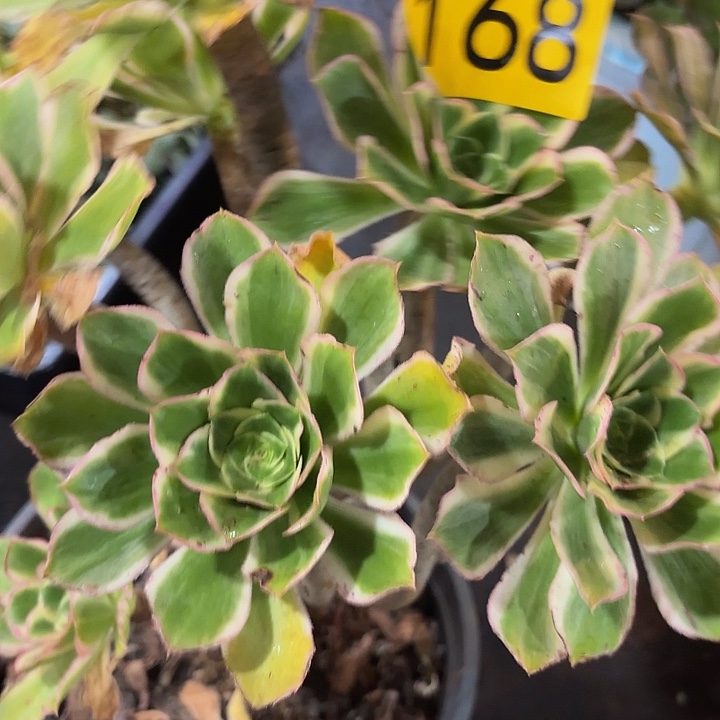 多肉植物福利168