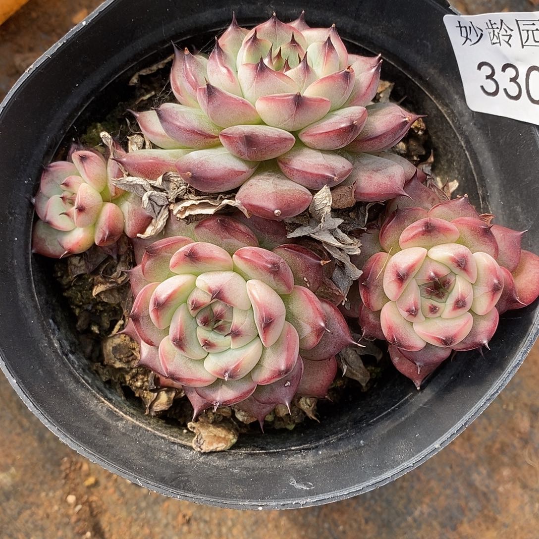 A***光3308散群掉头不售后～10厘米