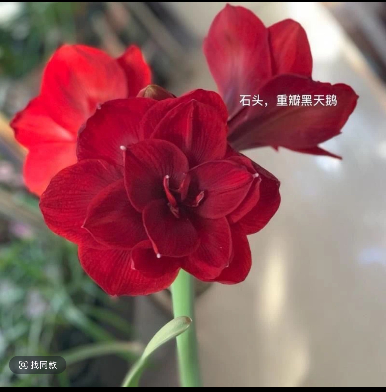 黑天鹅）朱顶红种球6-8厘米