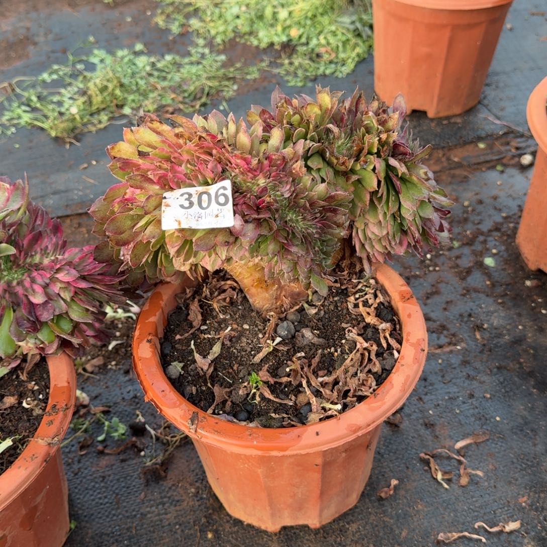 306荔枝缀化多肉植物满28包邮