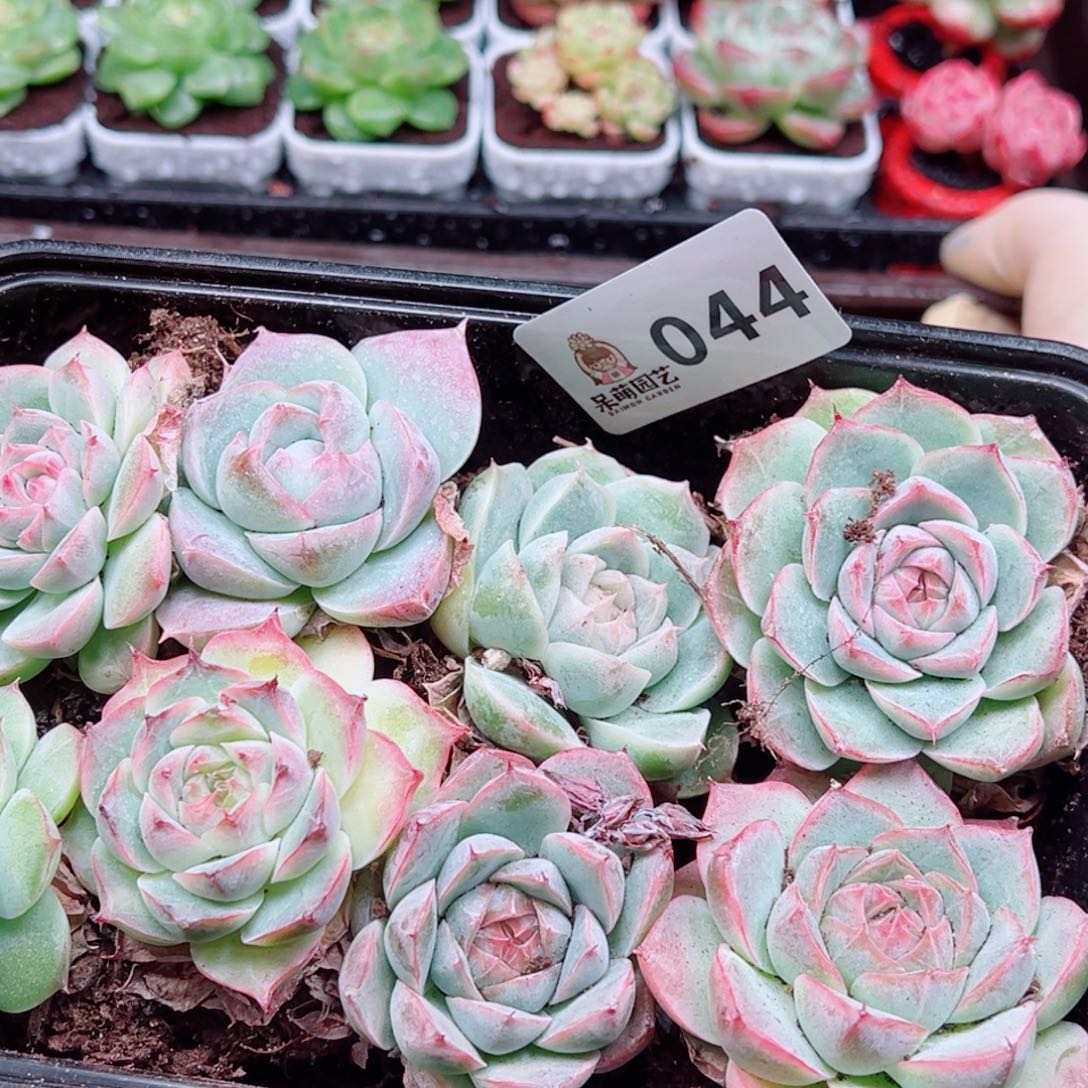 多肉植物多肉植物