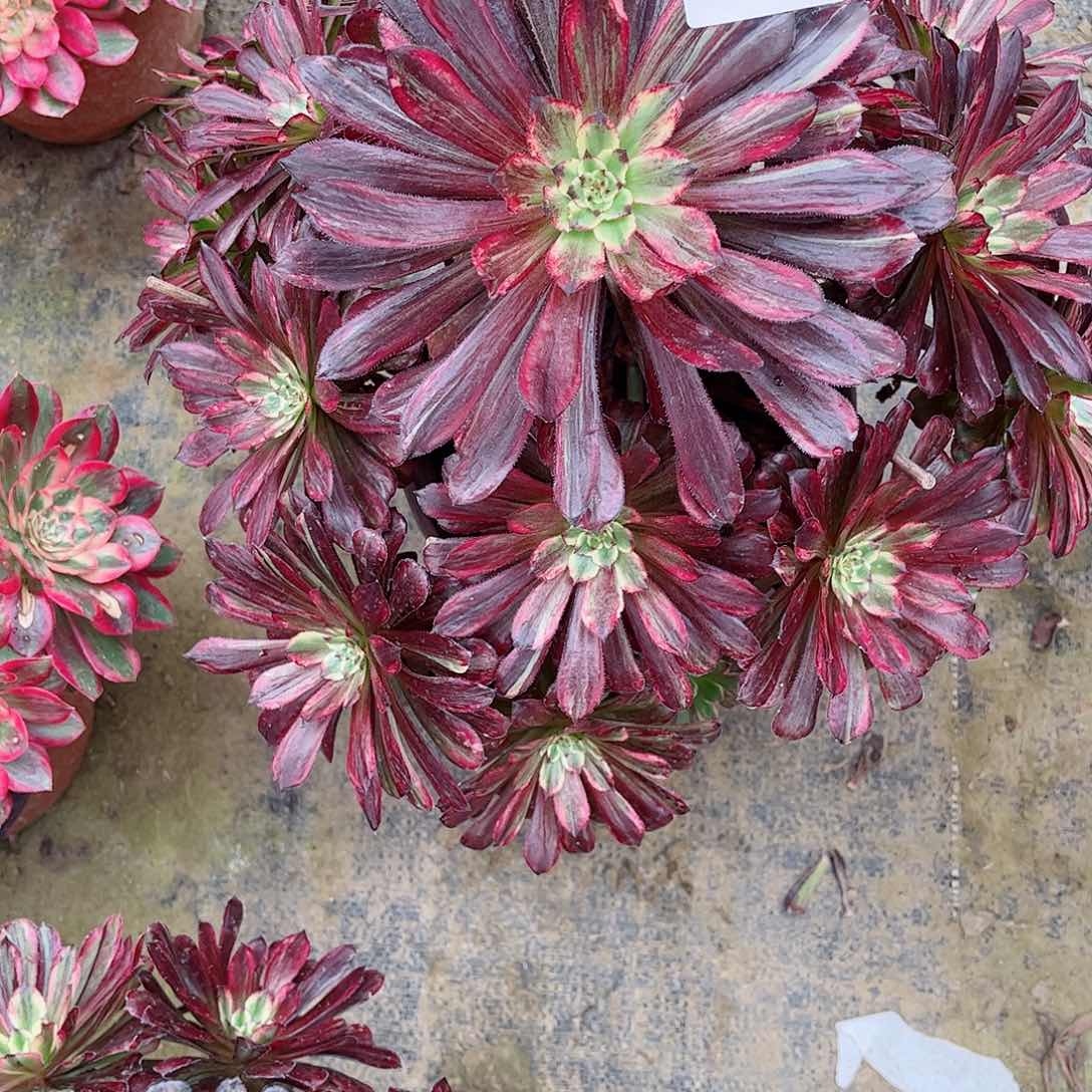 无花朵爱****月多肉植物繁华821