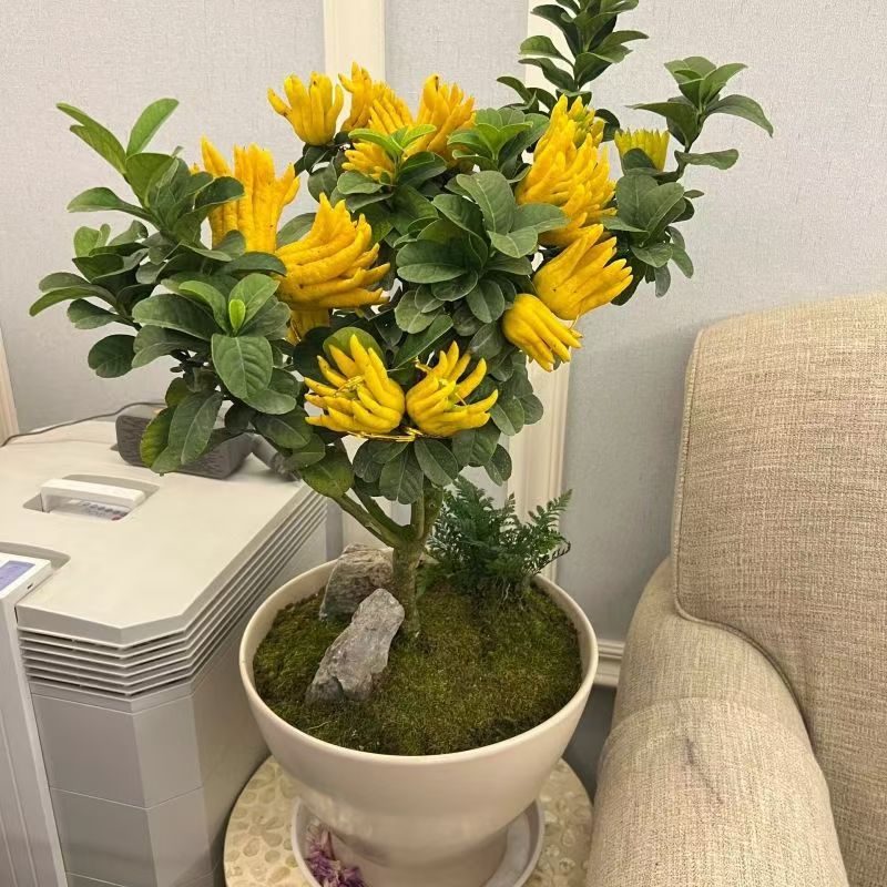 红花佛手苗绿植花卉盆栽可地栽室内室外均可种植