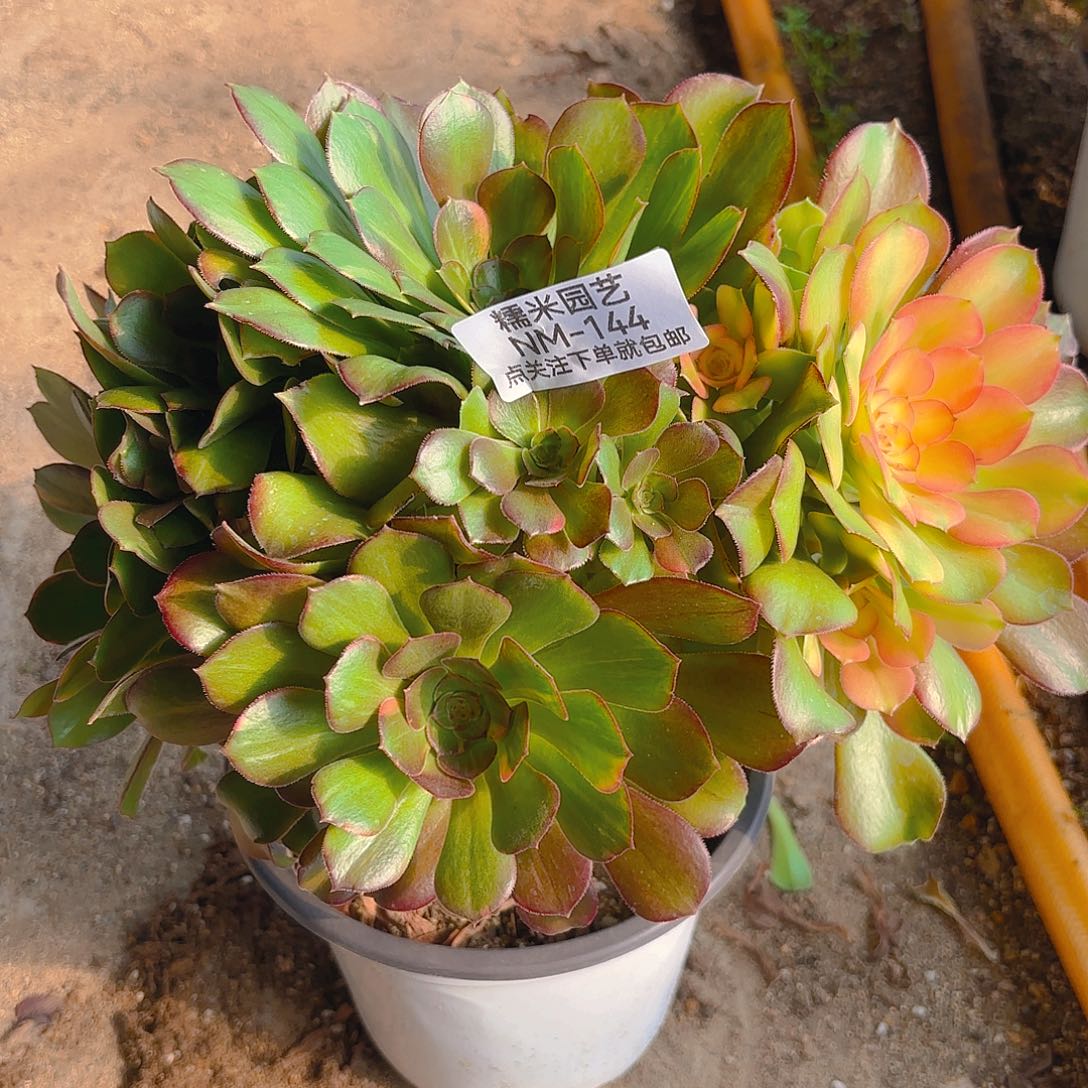 绍七彩老庄多肉植物144