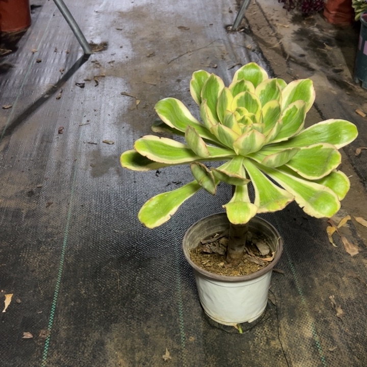 7燕子锦多肉多肉多肉