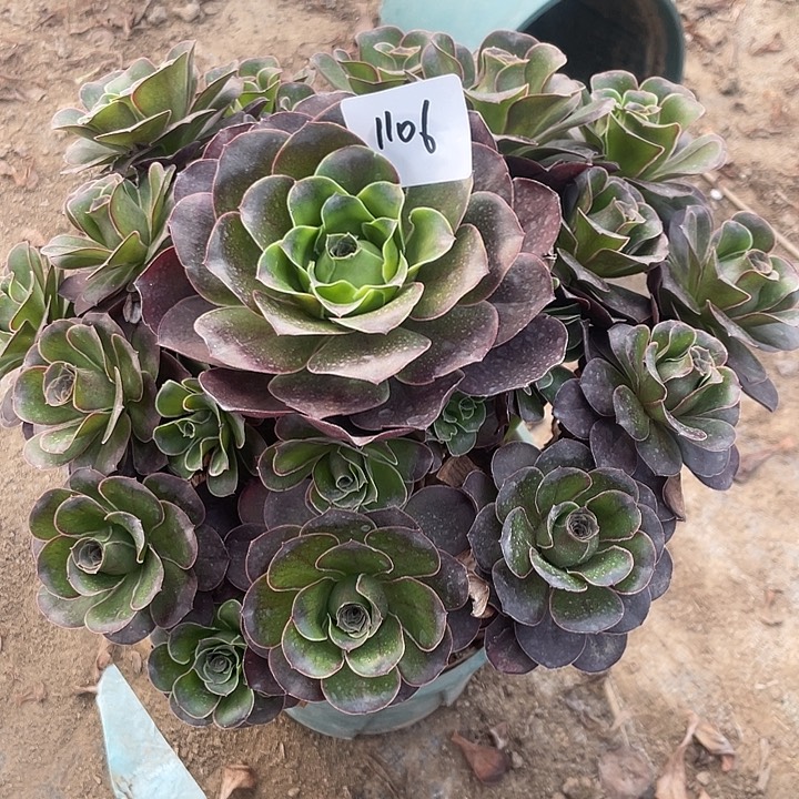 法师植物魅金玫瑰1106