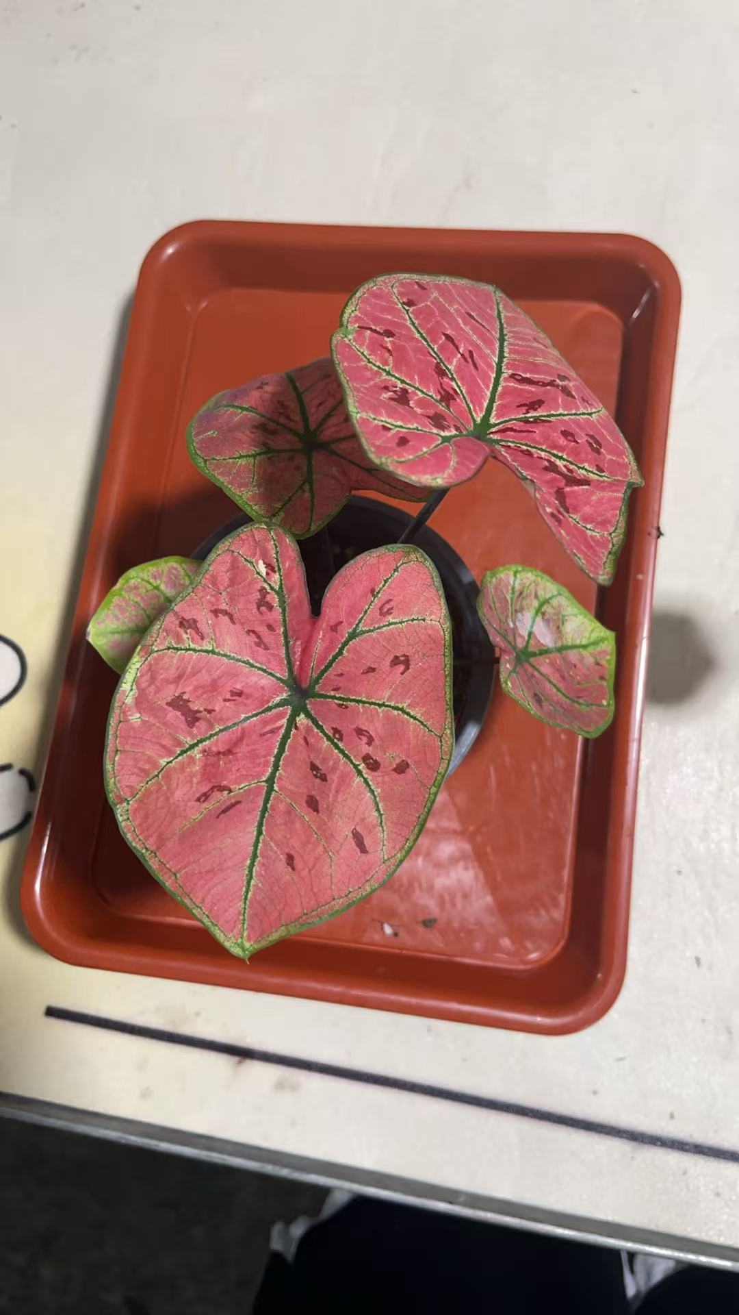 孙先生的花园（云锦）