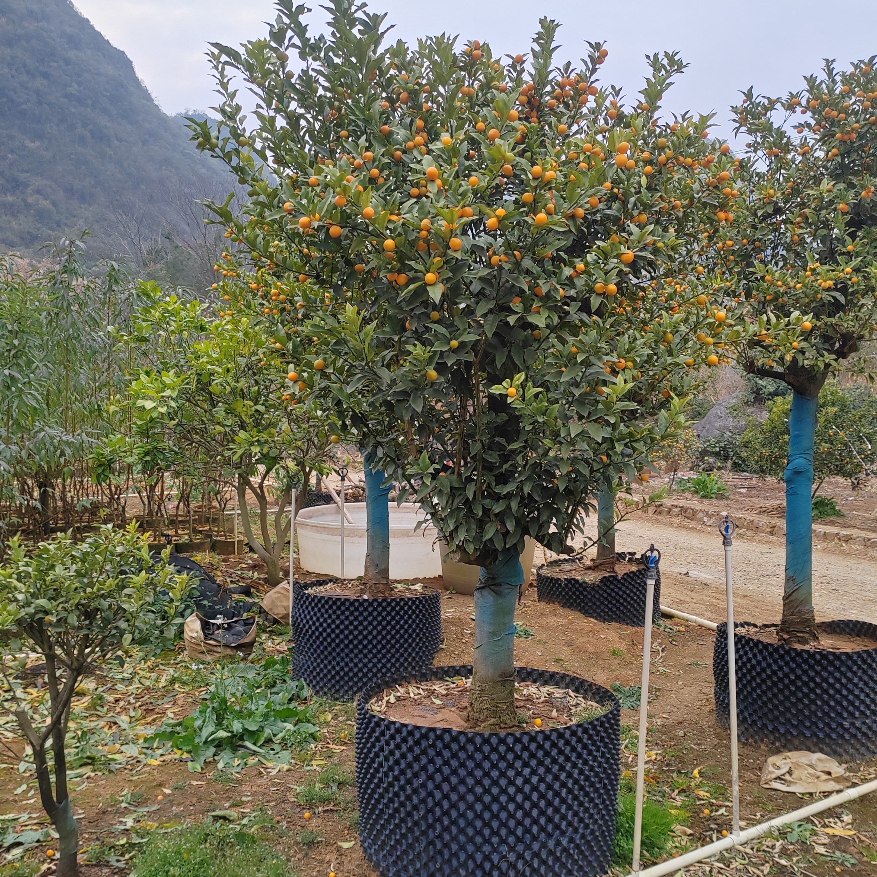 （质诚）盆景绿植老桩苗木/一物一拍