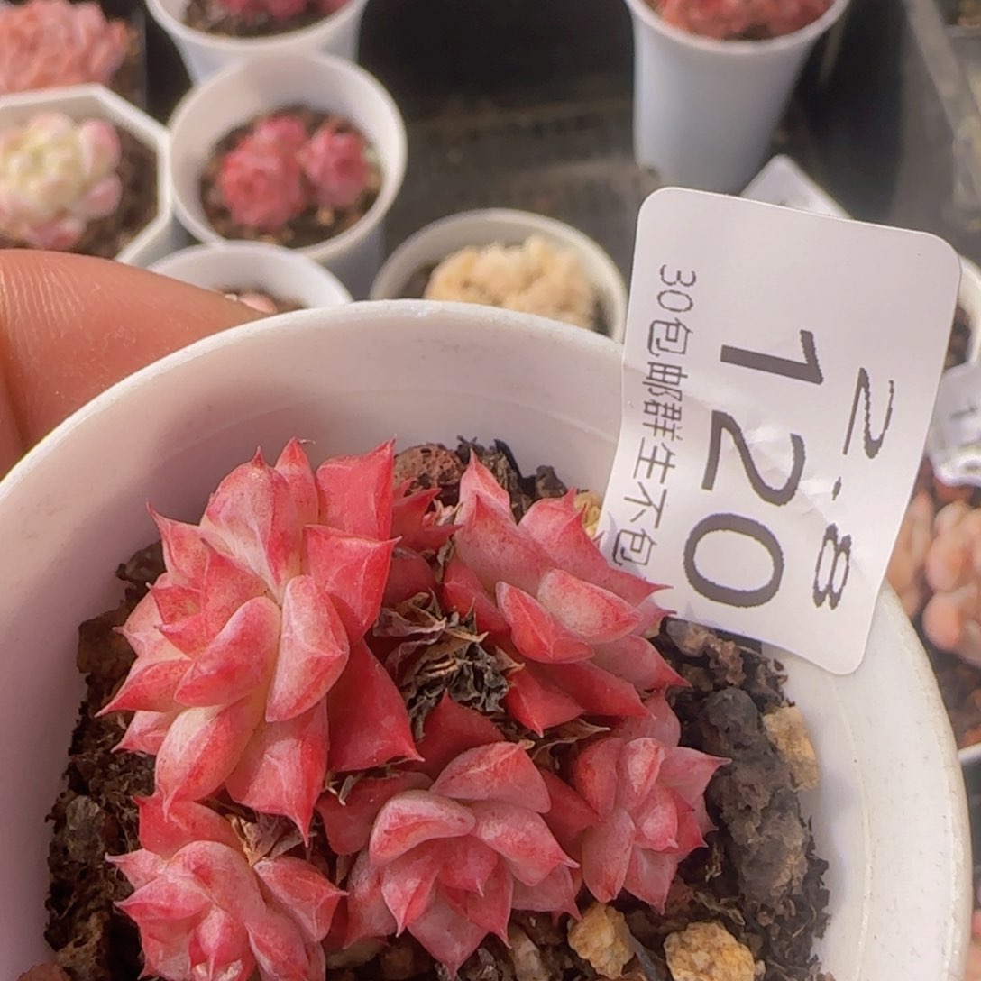 小脸女王群一颗脱土